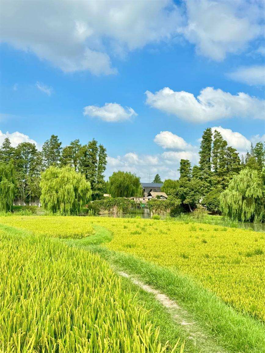 秋天的烏村，堪稱秋日旅行天花板??！_3_烏村Village_來(lái)自小紅書(shū)網(wǎng)頁(yè)版.jpg